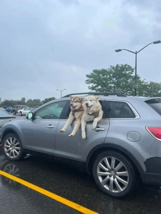 Illustration de l'article : 20 photos d’adorables chiens rencontrés au hasard
