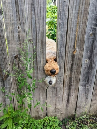 Illustration de l'article : 20 photos d’adorables chiens rencontrés au hasard