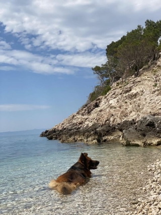 Illustration de l'article : 20 photos d’adorables chiens rencontrés au hasard