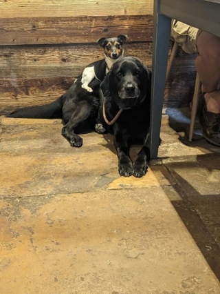Illustration de l'article : 20 photos d’adorables chiens rencontrés au hasard