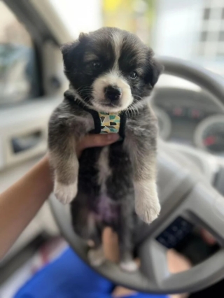 Illustration de l'article : 20 photos d’adorables chiens rencontrés au hasard