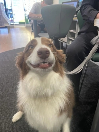 Illustration de l'article : 20 photos d’adorables chiens rencontrés au hasard