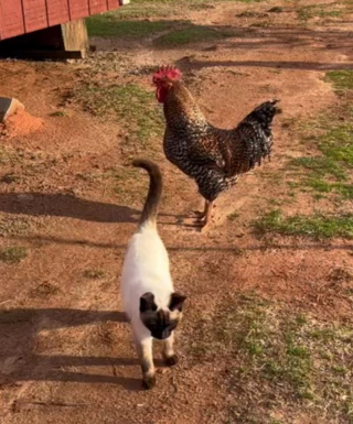 Illustration de l'article : Une vidéo montrant des « chats de berger » gardant des moutons fascine les internautes