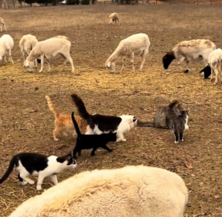 Illustration de l'article : Une vidéo montrant des « chats de berger » gardant des moutons fascine les internautes