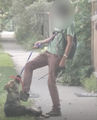 Illustration de l'article : Maltraitée en pleine rue, cette chienne est repérée par un homme qui souhaite définitivement mettre fin à l'agression