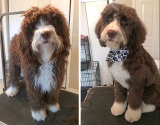 Illustration de l'article : 17 photos de chiens métamorphosés par une séance de toilettage