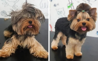 Illustration de l'article : 17 photos de chiens métamorphosés par une séance de toilettage