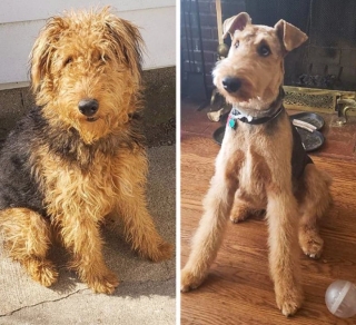 Illustration de l'article : 17 photos de chiens métamorphosés par une séance de toilettage