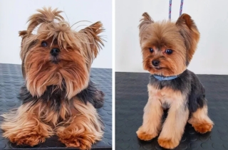 Illustration de l'article : 17 photos de chiens métamorphosés par une séance de toilettage