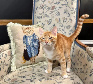 Illustration de l'article : 13 chats amusants photographiés dans des situations cocasses