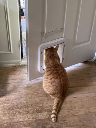 Illustration de l'article : 13 chats amusants photographiés dans des situations cocasses