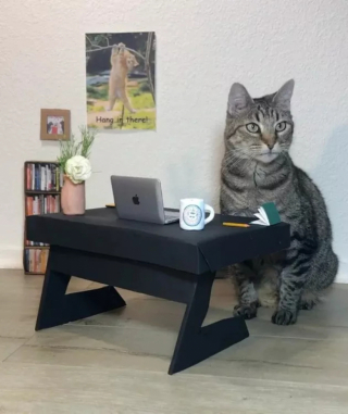 Illustration de l'article : 13 chats amusants photographiés dans des situations cocasses