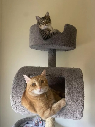 Illustration de l'article : 13 chats amusants photographiés dans des situations cocasses
