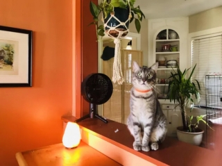 Illustration de l'article : 13 chats amusants photographiés dans des situations cocasses