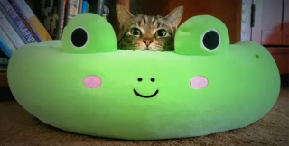Illustration de l'article : 13 chats amusants photographiés dans des situations cocasses
