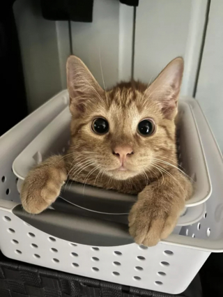 Illustration de l'article : 13 chats amusants photographiés dans des situations cocasses