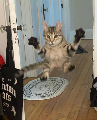Illustration de l'article : 13 chats amusants photographiés dans des situations cocasses