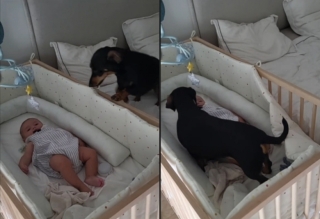 Illustration de l'article : Un chien Teckel s'empresse de réconforter le bébé de la maison qui pleure (vidéo)