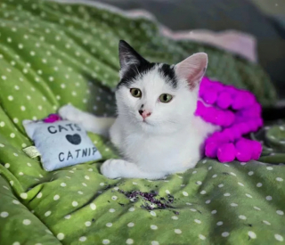 Illustration de l'article : Une jeune chatte affamée tombe par hasard sur la bonne personne et a pu être sauvée