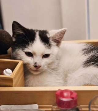 Illustration de l'article : Une jeune chatte affamée tombe par hasard sur la bonne personne et a pu être sauvée
