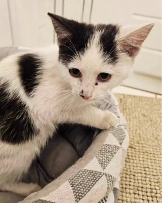 Illustration de l'article : Une jeune chatte affamée tombe par hasard sur la bonne personne et a pu être sauvée