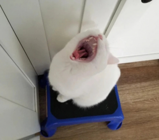 Illustration de l'article : 17 photos de chats et de chiens dont le visage reflète clairement ce qu’ils ressentent