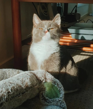 Illustration de l'article : 17 photos de chats et de chiens dont le visage reflète clairement ce qu’ils ressentent