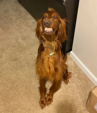 Illustration de l'article : 17 photos de chats et de chiens dont le visage reflète clairement ce qu’ils ressentent