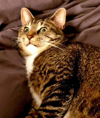 Illustration de l'article : 17 photos de chats et de chiens dont le visage reflète clairement ce qu’ils ressentent