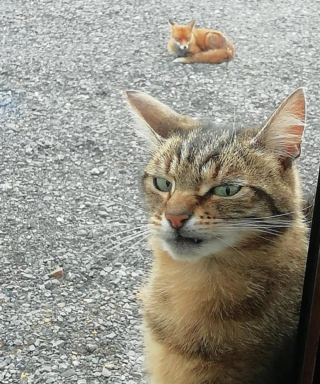 Illustration de l'article : 17 photos de chats et de chiens dont le visage reflète clairement ce qu’ils ressentent