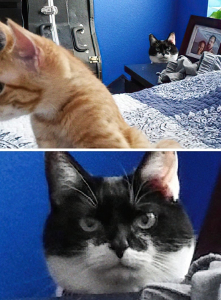 Illustration de l'article : 17 photos de chats et de chiens dont le visage reflète clairement ce qu’ils ressentent