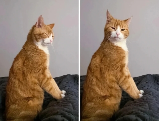Illustration de l'article : 17 photos de chats et de chiens dont le visage reflète clairement ce qu’ils ressentent