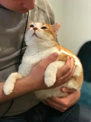 Illustration de l'article : 17 photos de chats et de chiens dont le visage reflète clairement ce qu’ils ressentent