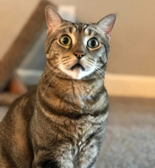 Illustration de l'article : 17 photos de chats et de chiens dont le visage reflète clairement ce qu’ils ressentent