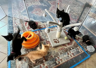 Illustration de l'article : Voyant la présence de chats se multiplier dans un jardin de leur quartier, des habitants découvrent une vaste cachette sous une maison 