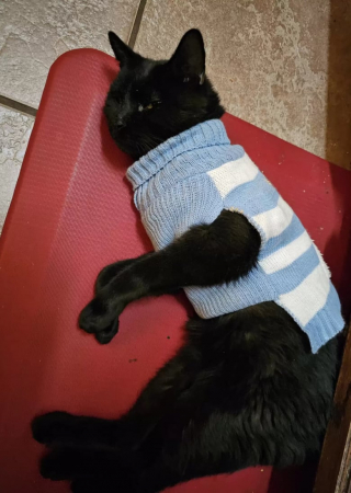 Illustration de l'article : Perplexe, la famille de ce chat aimerait comprendre pourquoi il rentre toujours à la maison vêtu d’un nouveau pull (vidéo)