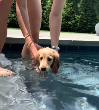 Illustration de l'article : Un chiot Teckel découvre la natation pour la première fois dans une vidéo touchante