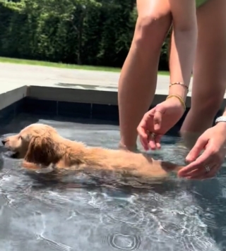 Illustration de l'article : Un chiot Teckel découvre la natation pour la première fois dans une vidéo touchante