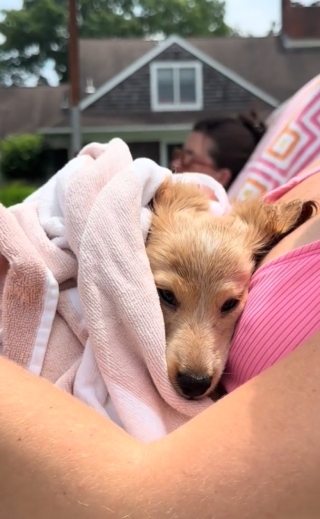 Illustration de l'article : Un chiot Teckel découvre la natation pour la première fois dans une vidéo touchante