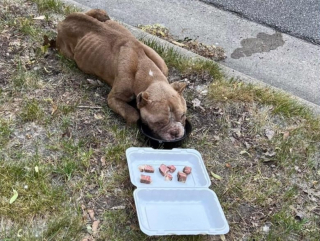 Illustration de l'article : Une chienne sauvée in extremis après s'être écroulée de fatigue et de faim au milieu de la route 
