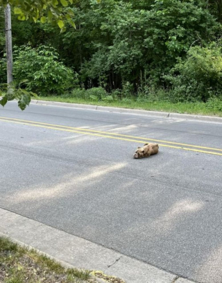Illustration de l'article : Une chienne sauvée in extremis après s'être écroulée de fatigue et de faim au milieu de la route 