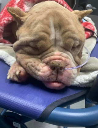 Illustration de l'article : Une chienne sauvée in extremis après s'être écroulée de fatigue et de faim au milieu de la route 