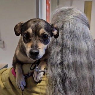 Illustration de l'article : Après avoir passé 11 années auprès de sa famille, une chienne introvertie se retrouve au refuge et attend des adoptants compréhensifs