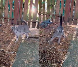 Illustration de l'article : Un chat à la démarche vacillante se rend dans le jardin d’une inconnue et découvre qu’il est arrivé au bon endroit