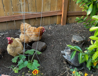 Illustration de l'article : Un chat à la démarche vacillante se rend dans le jardin d’une inconnue et découvre qu’il est arrivé au bon endroit