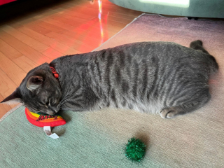 Illustration de l'article : Un chat à la démarche vacillante se rend dans le jardin d’une inconnue et découvre qu’il est arrivé au bon endroit