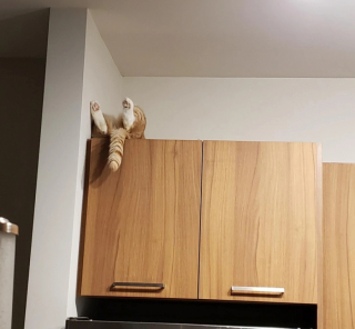 Illustration de l'article : 13 photos de chats et de chiens qui se prennent pour un autre animal