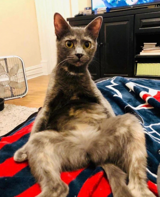 Illustration de l'article : 13 photos de chats et de chiens qui se prennent pour un autre animal