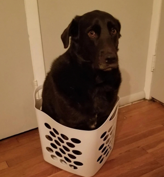 Illustration de l'article : 13 photos de chats et de chiens qui se prennent pour un autre animal