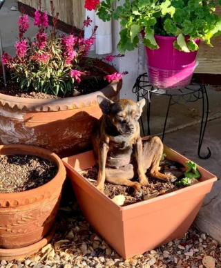 Illustration de l'article : 13 photos de chats et de chiens qui se prennent pour un autre animal